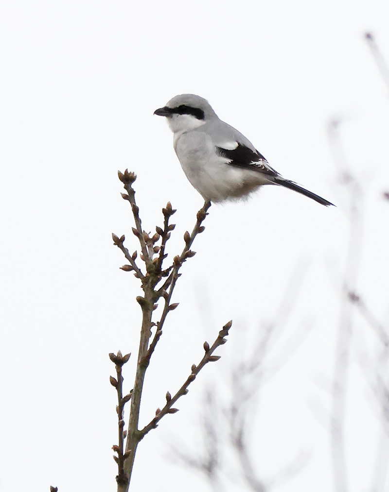 great grey shrike